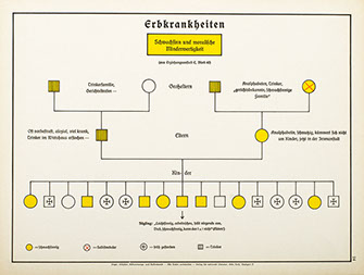 Erblehre und Rassenkunde in bildlicher Darstellung